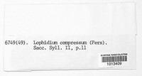 Lophidium compressum image